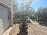 Olijfboom bonsai - olea europaea - 50 jaar oud - hoogte ca. 220 cm - afbeelding 6 van  6