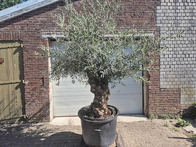 Olijfboom bonsai - olea europaea - 50 jaar oud - hoogte ca. 220 cm - afbeelding 1 van  6