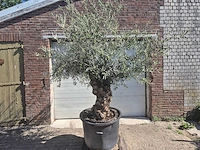 Olijfboom bonsai - olea europaea - 50 jaar oud - hoogte ca. 220 cm - afbeelding 1 van  6