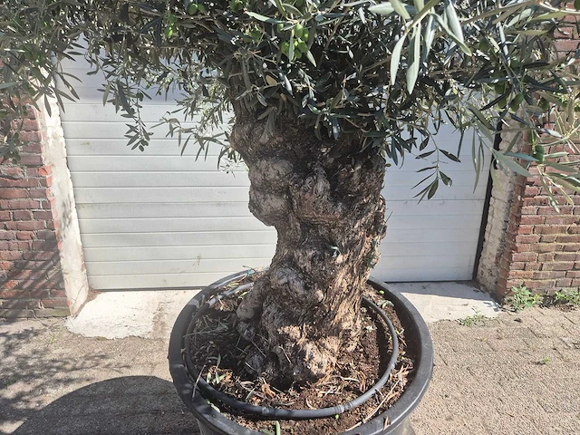 Olijfboom bonsai - olea europaea - 50 jaar oud - hoogte ca. 220 cm - afbeelding 2 van  6