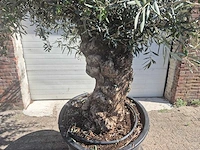 Olijfboom bonsai - olea europaea - 50 jaar oud - hoogte ca. 220 cm - afbeelding 2 van  6