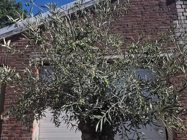 Olijfboom bonsai - olea europaea - 50 jaar oud - hoogte ca. 220 cm - afbeelding 3 van  6