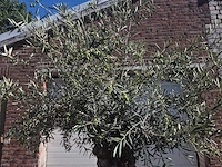 Olijfboom bonsai - olea europaea - 50 jaar oud - hoogte ca. 220 cm - afbeelding 3 van  6