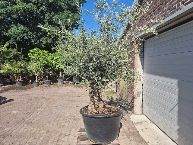 Olijfboom bonsai - olea europaea - 50 jaar oud - hoogte ca. 220 cm - afbeelding 4 van  6