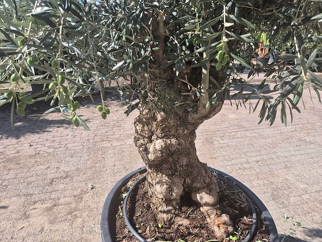 Olijfboom bonsai - olea europaea - 50 jaar oud - hoogte ca. 220 cm - afbeelding 5 van  6
