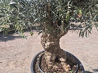 Olijfboom bonsai - olea europaea - 50 jaar oud - hoogte ca. 220 cm - afbeelding 5 van  6