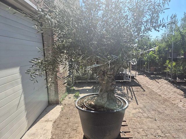 Olijfboom bonsai - olea europaea - 50 jaar oud - hoogte ca. 220 cm - afbeelding 6 van  6