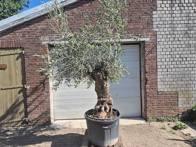 Olijfboom bonsai - olea europaea - 50 jaar oud - hoogte ca. 220 cm - afbeelding 1 van  6