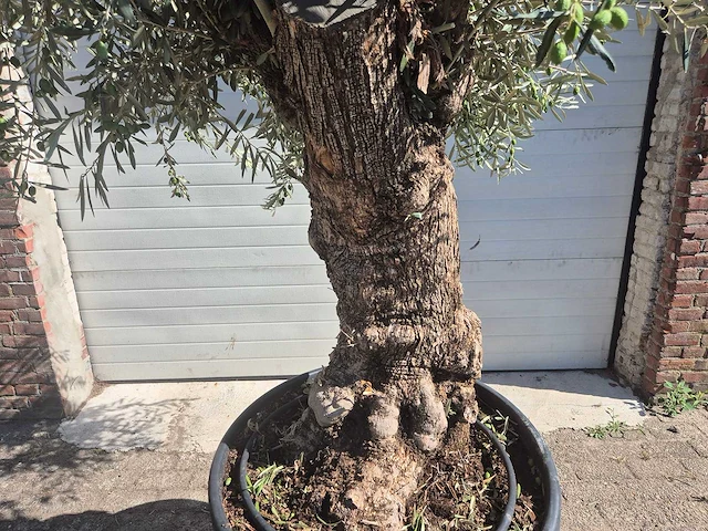 Olijfboom bonsai - olea europaea - 50 jaar oud - hoogte ca. 220 cm - afbeelding 2 van  6