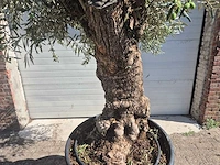 Olijfboom bonsai - olea europaea - 50 jaar oud - hoogte ca. 220 cm - afbeelding 2 van  6