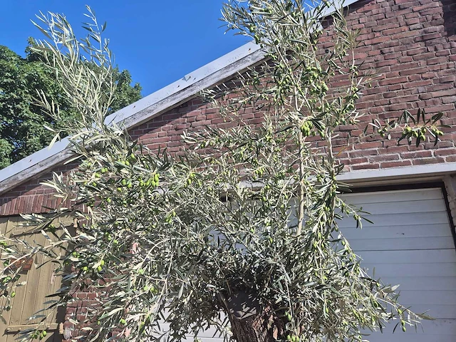 Olijfboom bonsai - olea europaea - 50 jaar oud - hoogte ca. 220 cm - afbeelding 3 van  6