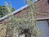 Olijfboom bonsai - olea europaea - 50 jaar oud - hoogte ca. 220 cm - afbeelding 3 van  6