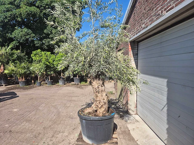 Olijfboom bonsai - olea europaea - 50 jaar oud - hoogte ca. 220 cm - afbeelding 4 van  6
