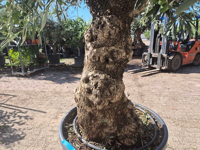 Olijfboom bonsai - olea europaea - 50 jaar oud - hoogte ca. 220 cm - afbeelding 5 van  6