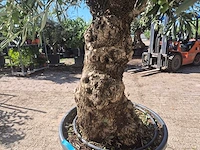 Olijfboom bonsai - olea europaea - 50 jaar oud - hoogte ca. 220 cm - afbeelding 5 van  6