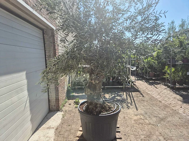 Olijfboom bonsai - olea europaea - 50 jaar oud - hoogte ca. 220 cm - afbeelding 6 van  6