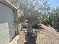 Olijfboom bonsai - olea europaea - 50 jaar oud - hoogte ca. 220 cm - afbeelding 6 van  6