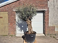 Olijfboom bonsai - olea europaea - 50 jaar oud - hoogte ca. 230 cm