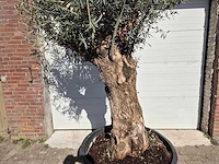 Olijfboom bonsai - olea europaea - 50 jaar oud - hoogte ca. 230 cm - afbeelding 2 van  5