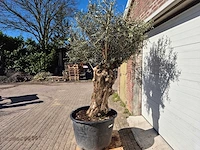 Olijfboom bonsai - olea europaea - 50 jaar oud - hoogte ca. 230 cm - afbeelding 3 van  5