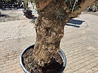 Olijfboom bonsai - olea europaea - 50 jaar oud - hoogte ca. 230 cm - afbeelding 4 van  5
