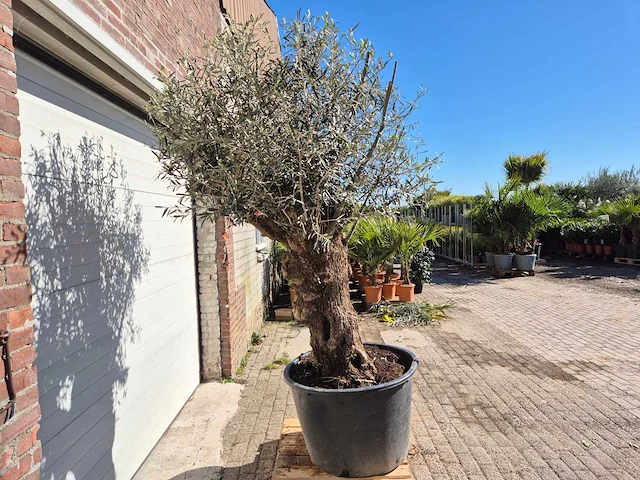 Olijfboom bonsai - olea europaea - 50 jaar oud - hoogte ca. 230 cm - afbeelding 5 van  5