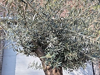 Olijfboom bonsai - olea europaea - 50 jaar oud - hoogte ca. 250 cm - afbeelding 3 van  7