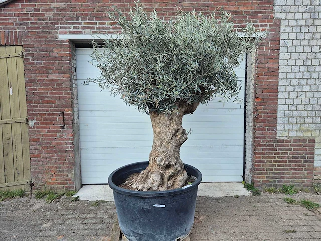 Olijfboom bonsai - olea europaea - 50 jaar oud - hoogte ca. 250 cm - afbeelding 1 van  6