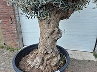Olijfboom bonsai - olea europaea - 50 jaar oud - hoogte ca. 250 cm - afbeelding 2 van  6