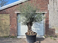 Olijfboom bonsai - olea europaea - 50 jaar oud - hoogte ca. 250 cm - afbeelding 1 van  7