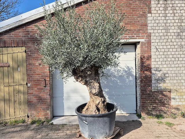 Olijfboom bonsai - olea europaea - 50 jaar oud - hoogte ca. 250 cm - afbeelding 1 van  8