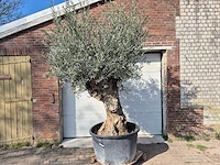 Olijfboom bonsai - olea europaea - 50 jaar oud - hoogte ca. 250 cm - afbeelding 1 van  8