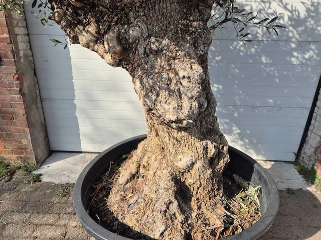 Olijfboom bonsai - olea europaea - 50 jaar oud - hoogte ca. 250 cm - afbeelding 2 van  8
