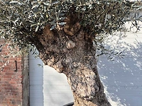 Olijfboom bonsai - olea europaea - 50 jaar oud - hoogte ca. 250 cm - afbeelding 3 van  8