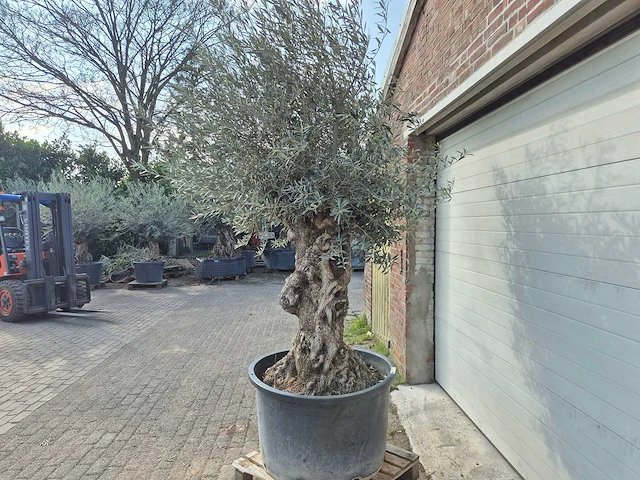Olijfboom bonsai - olea europaea - 50 jaar oud - hoogte ca. 250 cm - afbeelding 4 van  8