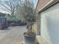 Olijfboom bonsai - olea europaea - 50 jaar oud - hoogte ca. 250 cm - afbeelding 4 van  8