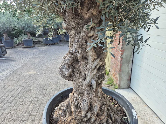 Olijfboom bonsai - olea europaea - 50 jaar oud - hoogte ca. 250 cm - afbeelding 5 van  8