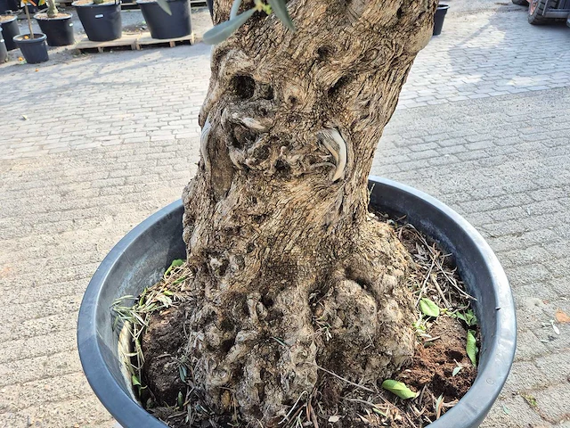 Olijfboom bonsai - olea europaea - 50 jaar oud - hoogte ca. 250 cm - afbeelding 6 van  8