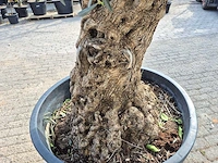 Olijfboom bonsai - olea europaea - 50 jaar oud - hoogte ca. 250 cm - afbeelding 6 van  8
