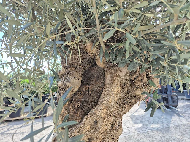 Olijfboom bonsai - olea europaea - 50 jaar oud - hoogte ca. 250 cm - afbeelding 7 van  8