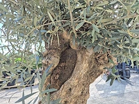Olijfboom bonsai - olea europaea - 50 jaar oud - hoogte ca. 250 cm - afbeelding 7 van  8