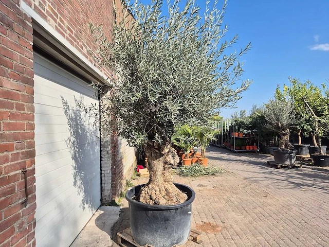 Olijfboom bonsai - olea europaea - 50 jaar oud - hoogte ca. 250 cm - afbeelding 8 van  8