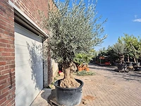 Olijfboom bonsai - olea europaea - 50 jaar oud - hoogte ca. 250 cm - afbeelding 8 van  8