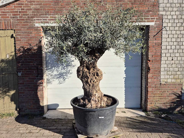 Olijfboom bonsai - olea europaea - 50 jaar oud - hoogte ca. 250 cm - afbeelding 1 van  6