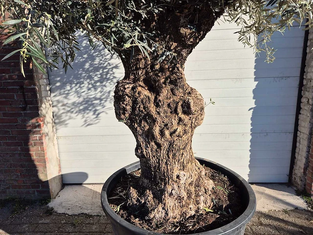 Olijfboom bonsai - olea europaea - 50 jaar oud - hoogte ca. 250 cm - afbeelding 2 van  6