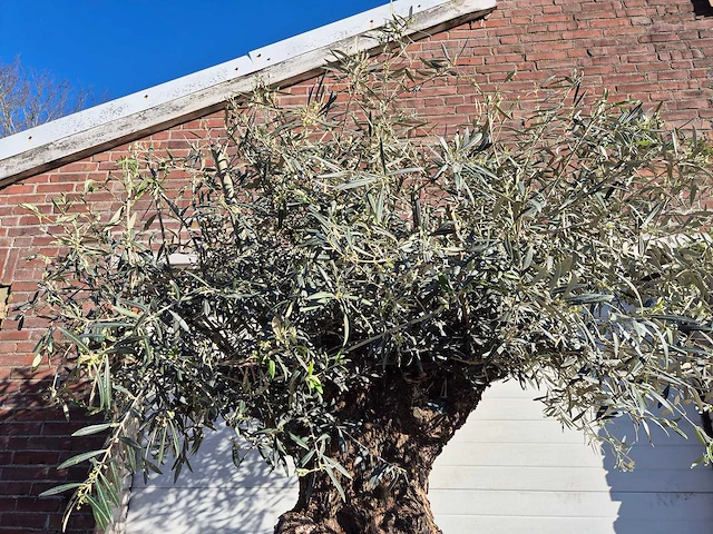 Olijfboom bonsai - olea europaea - 50 jaar oud - hoogte ca. 250 cm - afbeelding 3 van  6