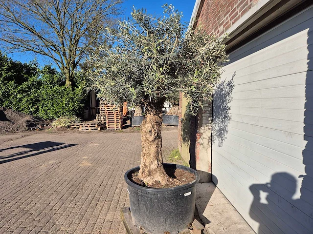 Olijfboom bonsai - olea europaea - 50 jaar oud - hoogte ca. 250 cm - afbeelding 4 van  6