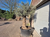 Olijfboom bonsai - olea europaea - 50 jaar oud - hoogte ca. 250 cm - afbeelding 4 van  6