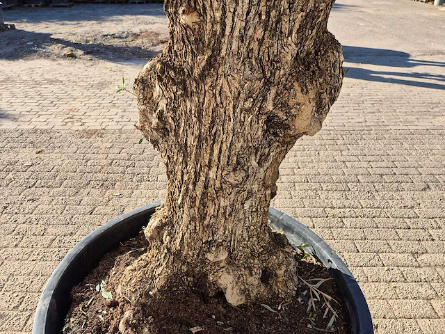 Olijfboom bonsai - olea europaea - 50 jaar oud - hoogte ca. 250 cm - afbeelding 5 van  6