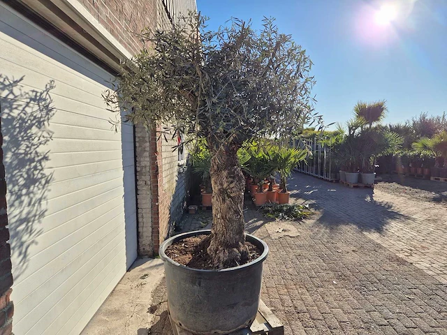 Olijfboom bonsai - olea europaea - 50 jaar oud - hoogte ca. 250 cm - afbeelding 6 van  6